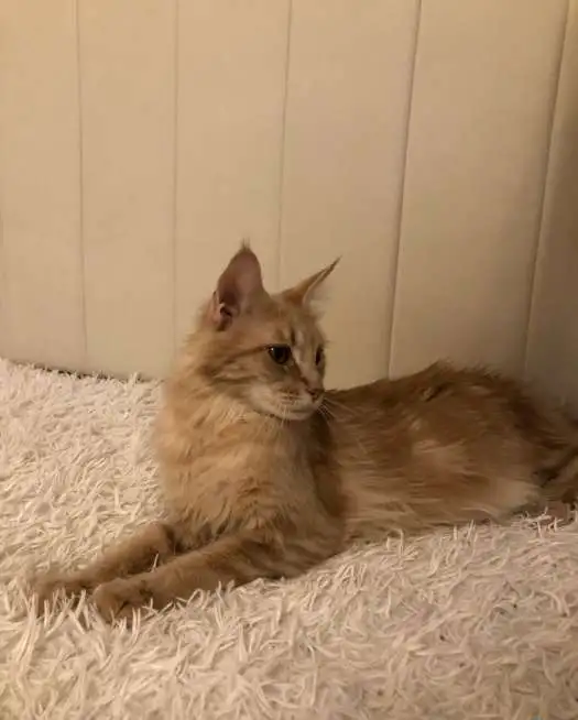 Котята мейн-кунята, фотография 6