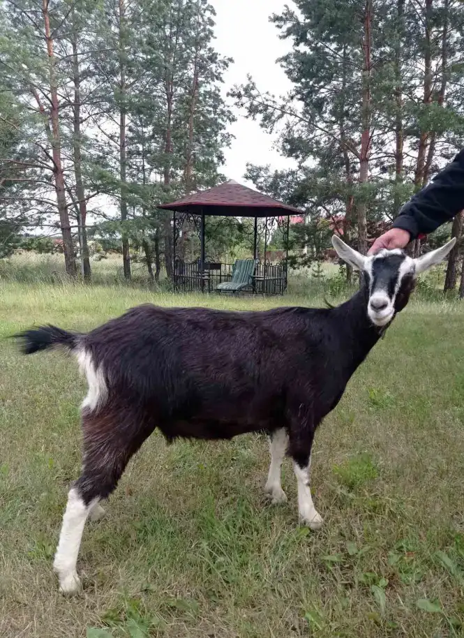 Продаётся альпийская коза, фотография 1
