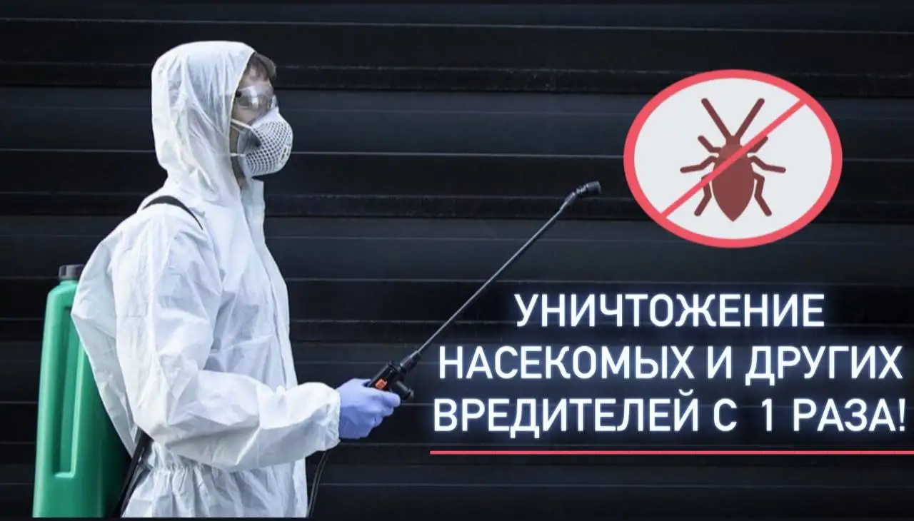 Дезинфекция Уничтожение тараканов клопов мышей Дезинсекция. Удаление запахов, плесени, фотография 2