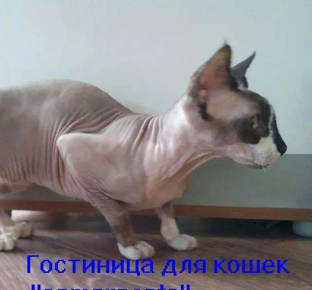 Гостиница для кошек 