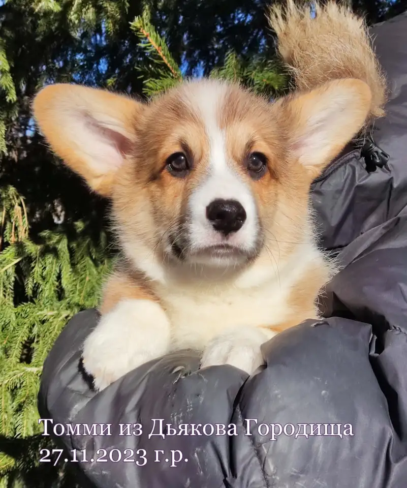 Вельш корги пемброк щенки, фотография 7