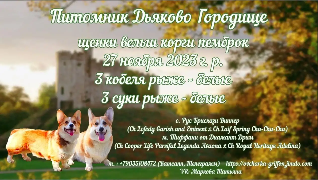 Вельш корги пемброк щенки, фотография 9