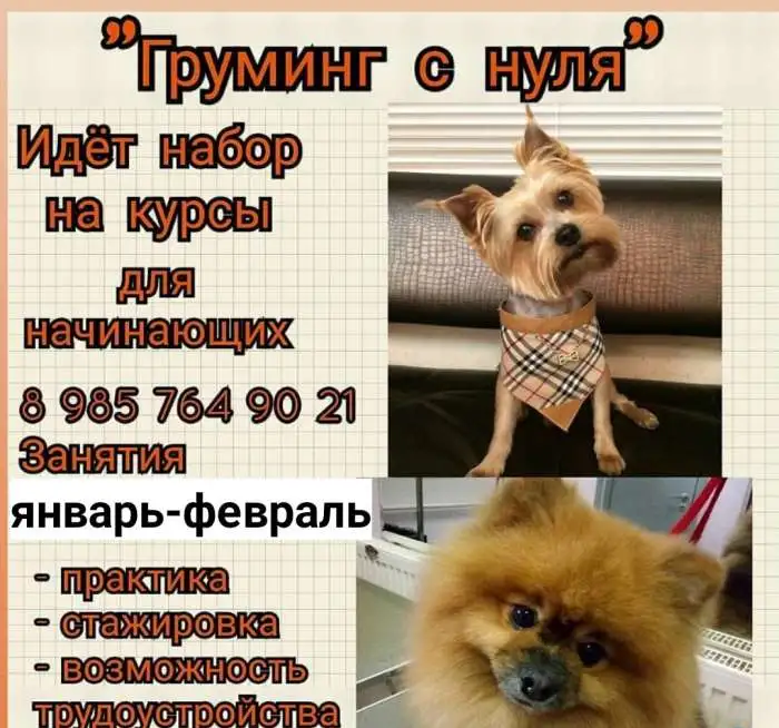 Бесплатная стрижка собак, кошек, животные, фотография 1