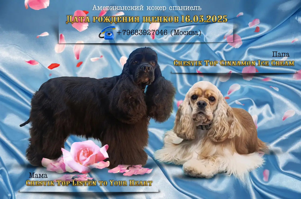 Резервирование щенков американского кокер спаниеля, фотография 5