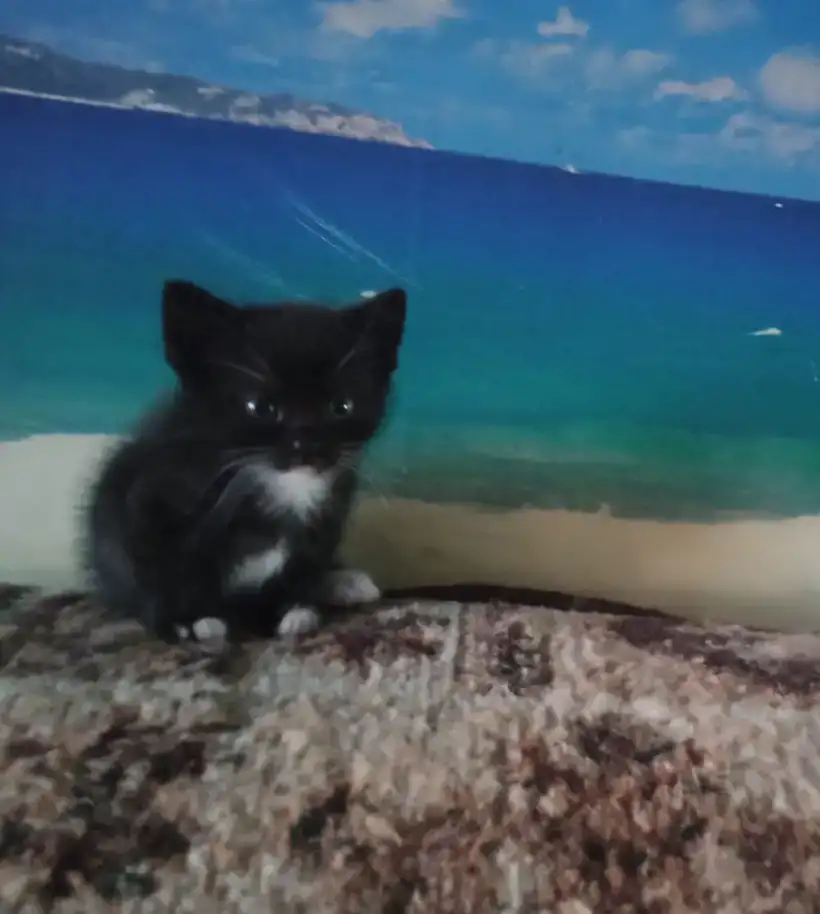 котята в подарок, фотография 3