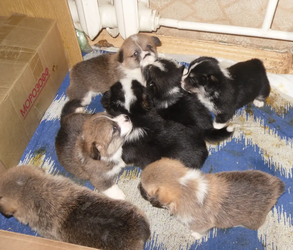 Щенки Вельш корги пемброк, фотография 1