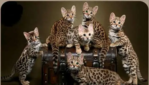 Гостиница для кошек, фотография 1
