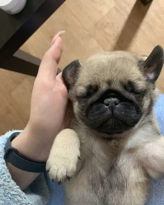 Продам щенка мопса 2 месяца, фотография 1
