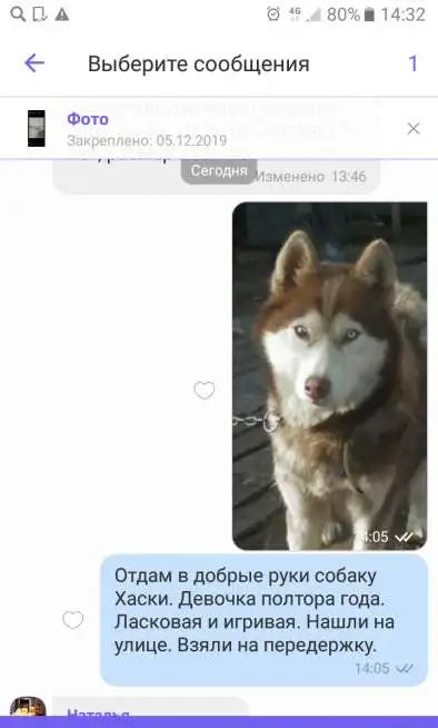 отдам в хорошие руки девочку Хаски, фотография 1