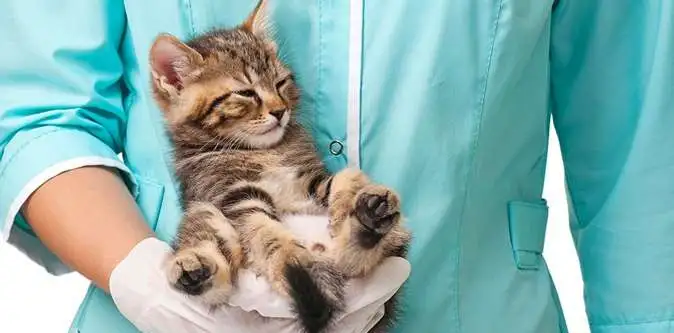 Стерилизация котов и кошек, фотография 1