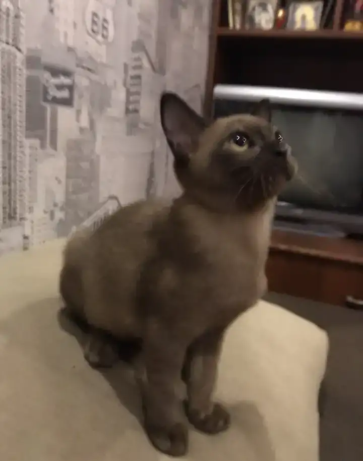 Котята Европейской бурмы, фотография 3