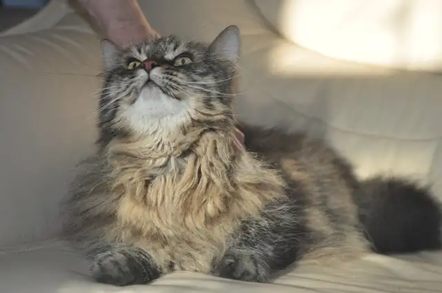 Умнейший котик мейн-кун Боня, любимец умершей хозяйки ищет дом, фотография 3