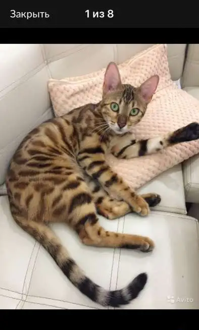 Бенгальские котята, фотография 4