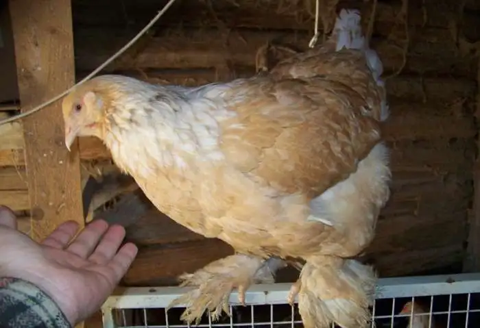 Инкубационное яйцо кур породы Брама лимонная, фотография 3