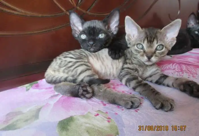 Котята девон-рекс, фотография 5