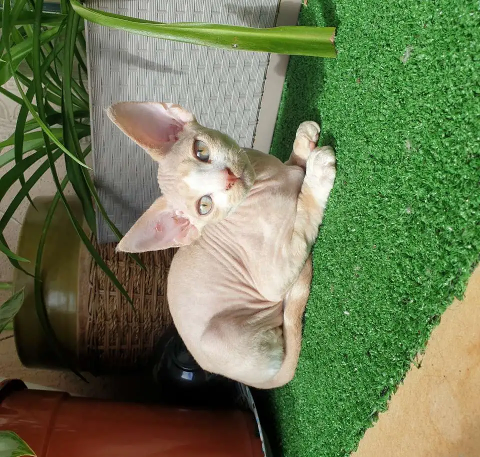 Котята девон рекс, фотография 9