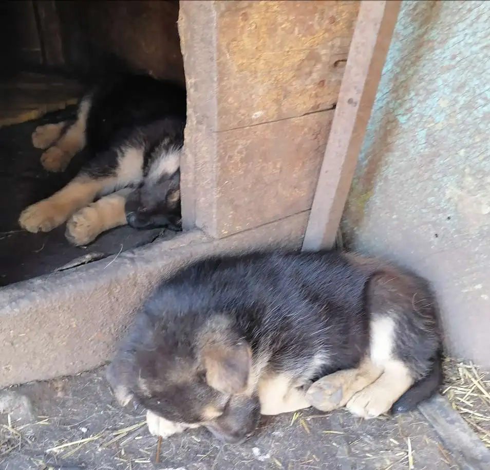 Продаются щенки Немецкой овчарки., фотография 3