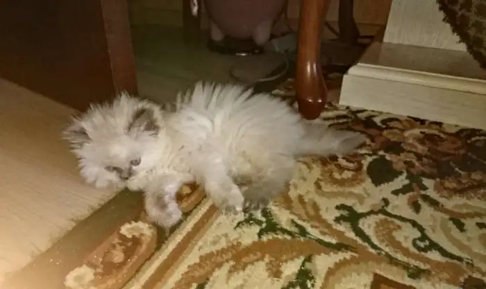 Шикарных персидских котят колор-пойнт, фотография 3