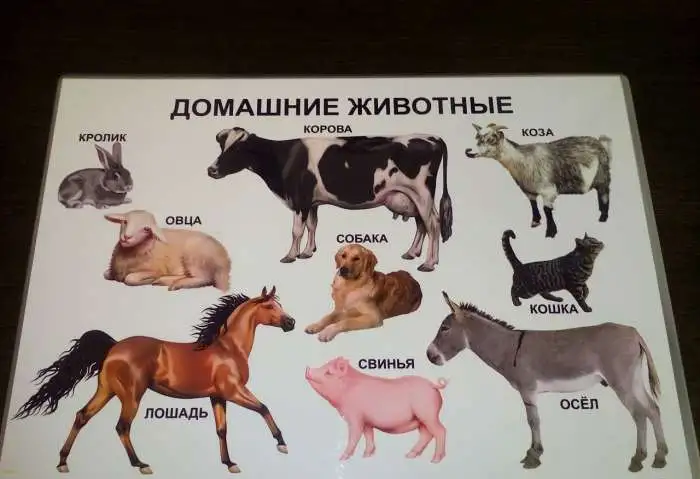 Развивающие плакаты, фотография 6