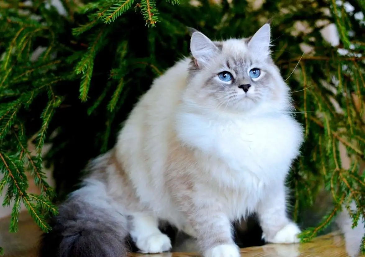 Роскошная невская маскарадная кошечка из питомника., фотография 3