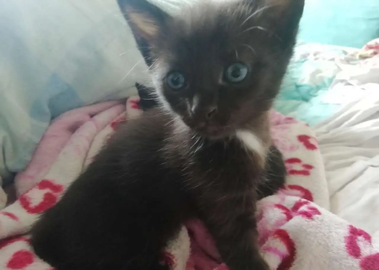 Отдам котят, фотография 2