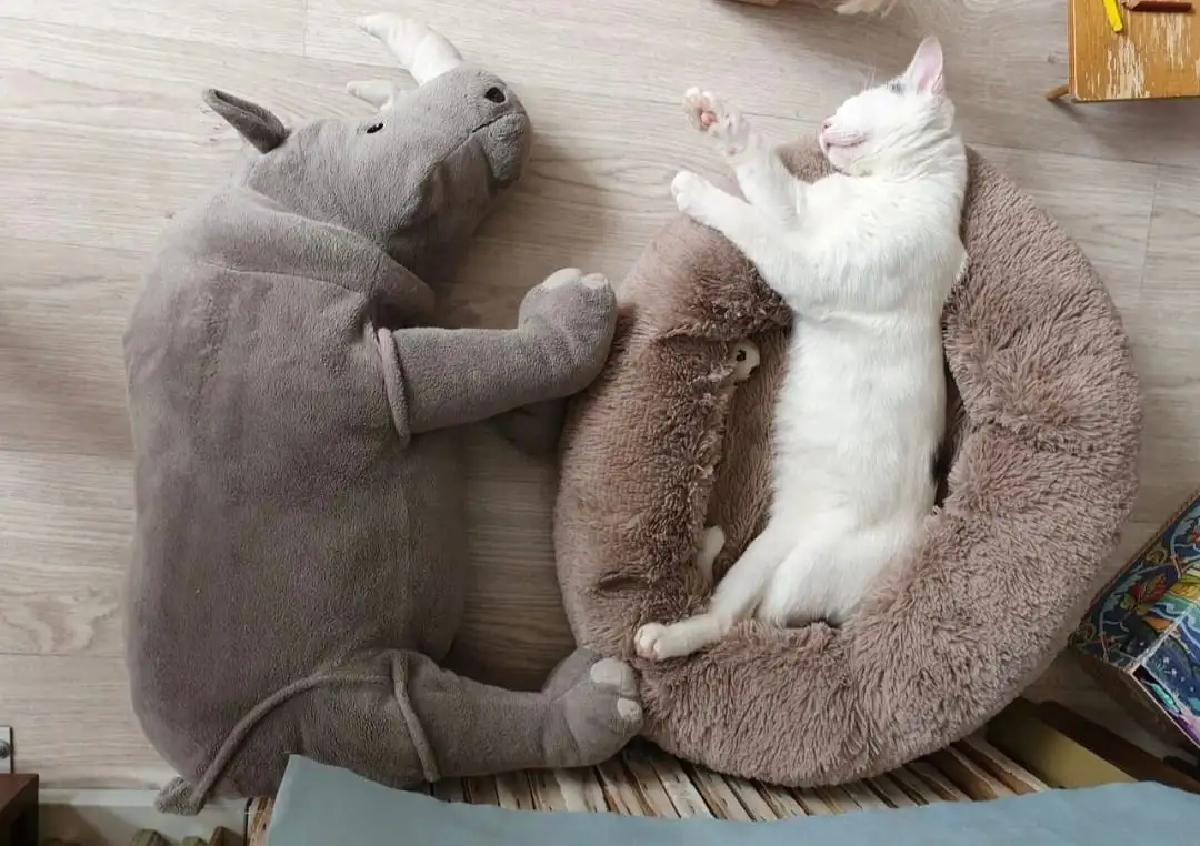 Передержка домашняя кошек и грызунов, фотография 4
