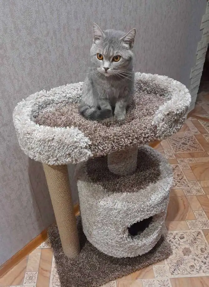 Домик для кошки с когтеточкой, фотография 3