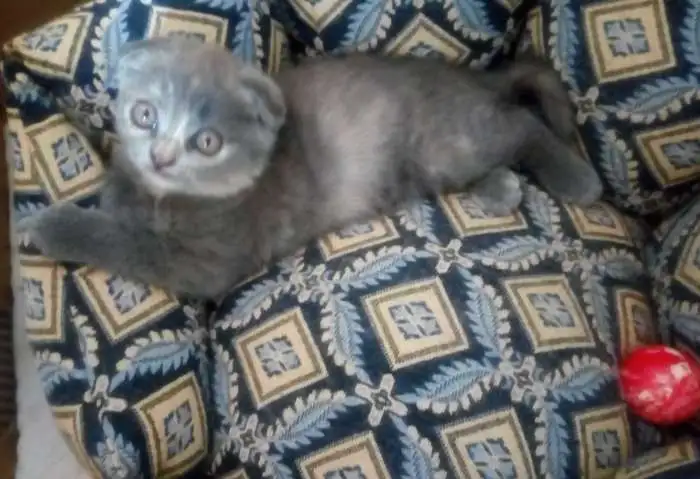 Британские котята, фотография 4