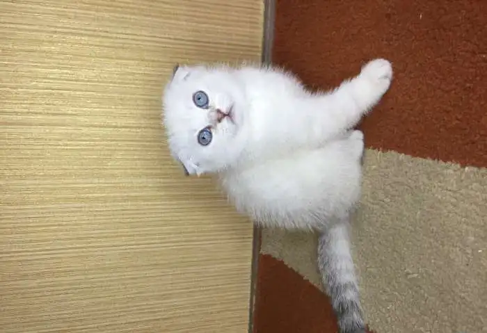 Шотландские котята, фотография 1