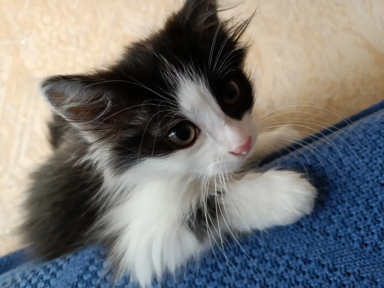 Котик в добрые руки, фотография 6