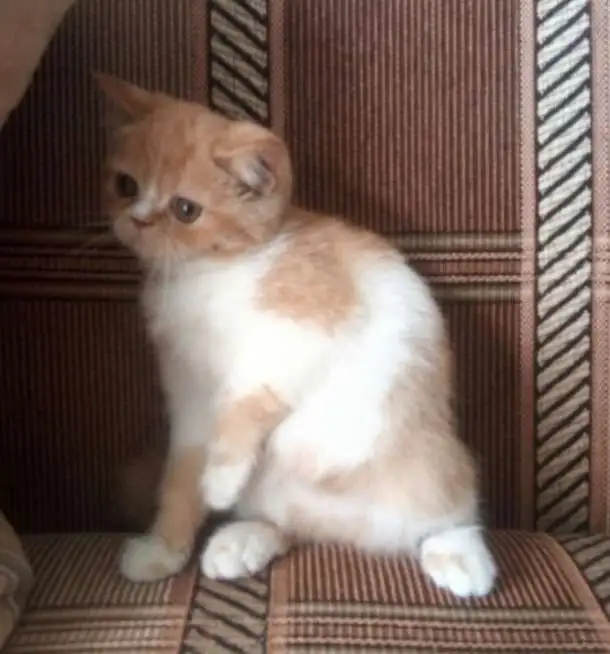 Кошечка экзотка, фотография 1