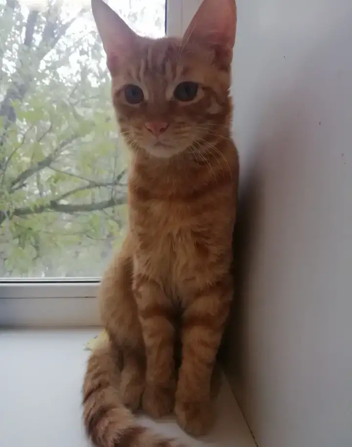 Отдам котят в добрые руки, фотография 2