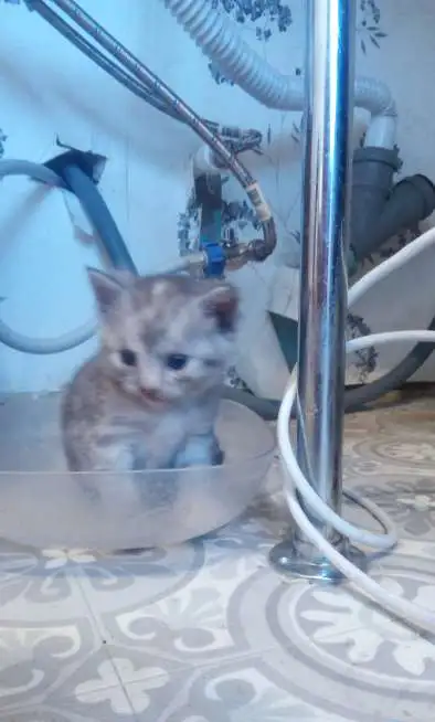 Шотландский котёнок, фотография 7