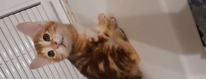 Котята курильского бобтейла, фотография 8