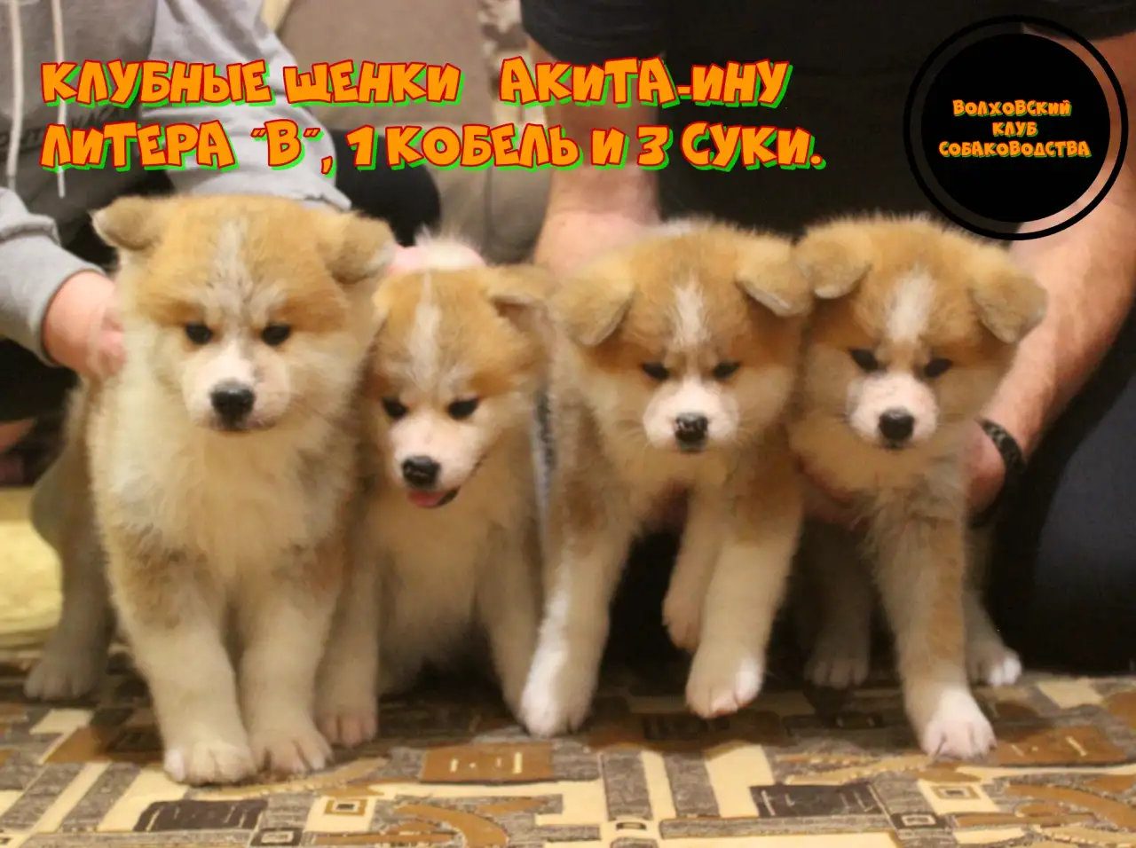 Щенки Акита-ину, фотография 3
