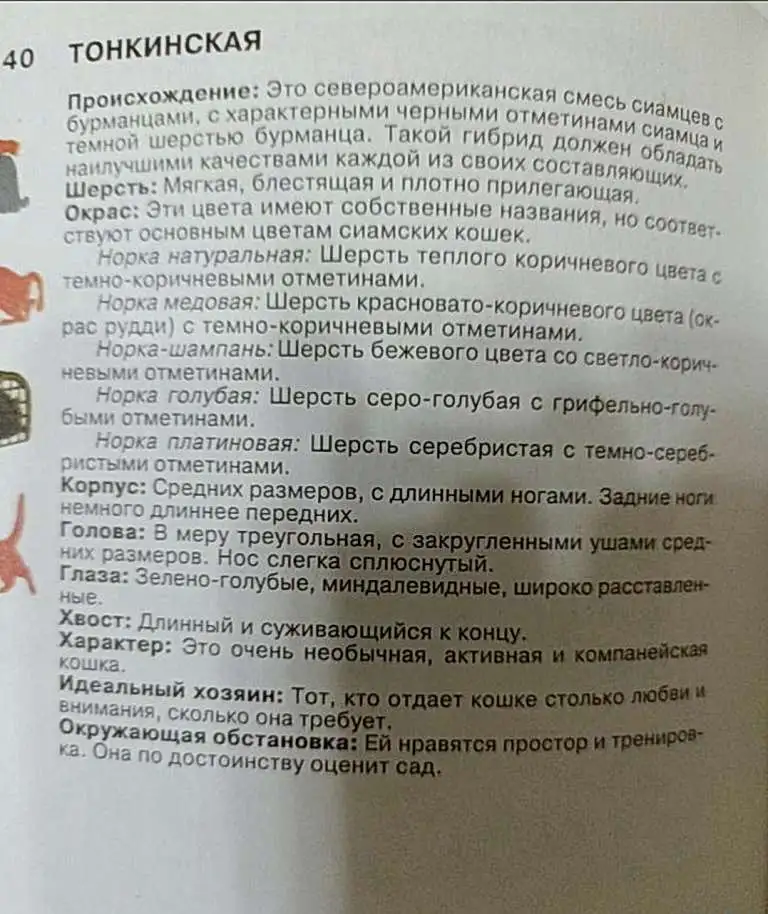 Книга Энциклопедия Кошки. Джино Пуньетти., фотография 5