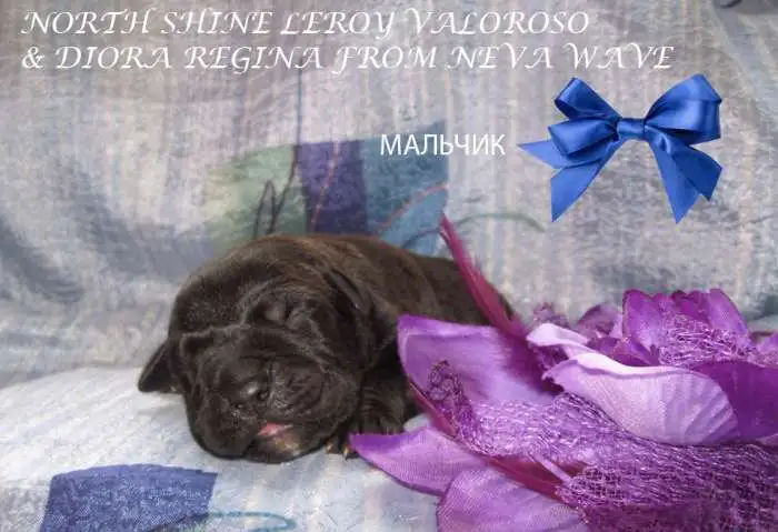 Щенки Кане Корсо, фотография 4