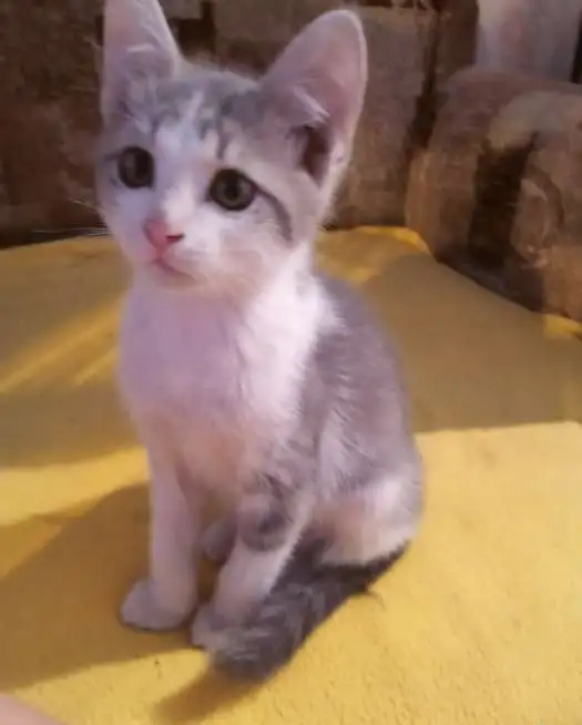 Отдаю котят, фотография 8