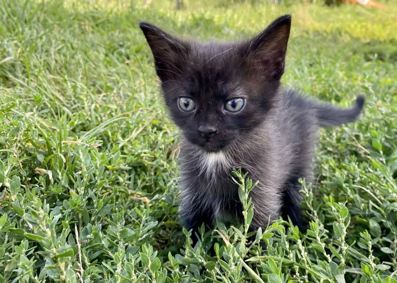 Котята от кошки-мышеловки, фотография 2