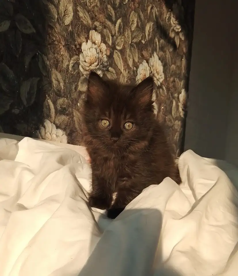 котята, фотография 5