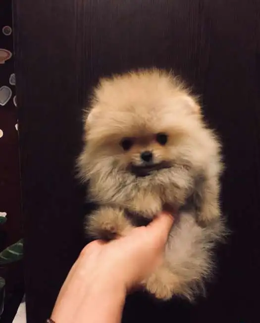 Микро мальчик и мини девочка, фотография 2