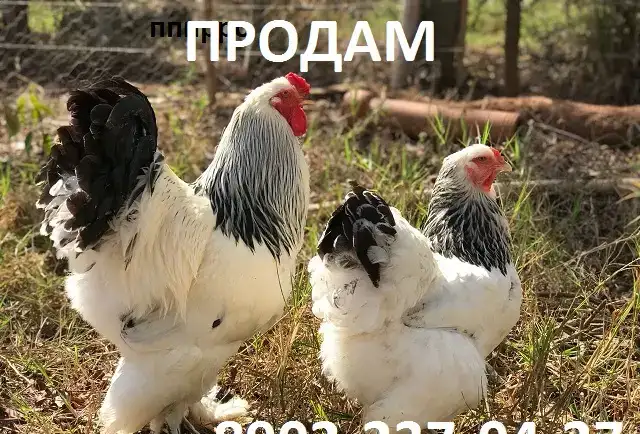 продать петуха брама, фотография 3