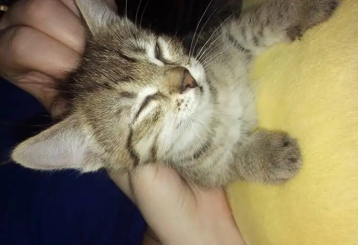 Котята в добрые руки, фотография 3