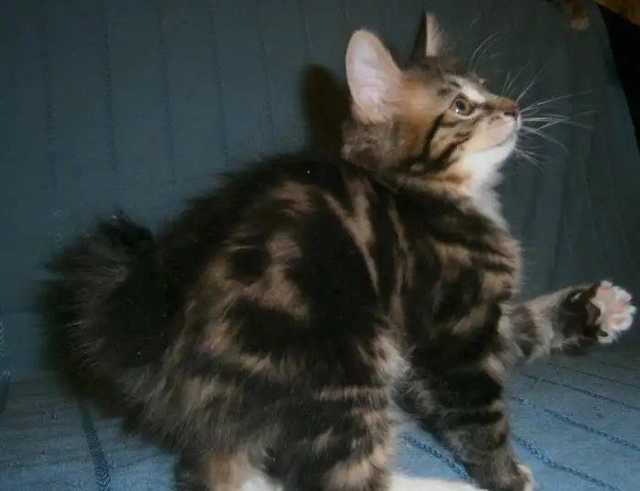 Котята курильского бобтейла, фотография 2