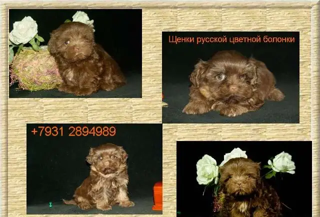 Болонки Русские цветные - щенки, фотография 2