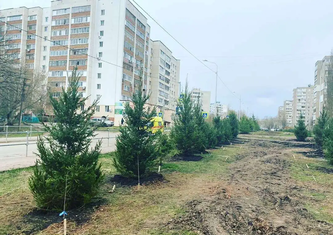 продам крупномерные хвойные деревья, фотография 2