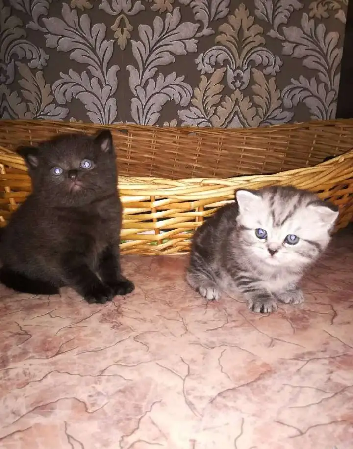 Продам шотландских котят к лотку приучены кушают, фотография 5