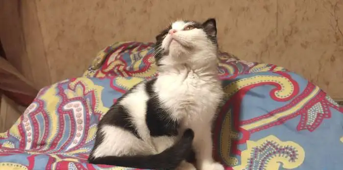Котята шотландцы, фотография 3