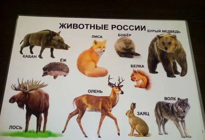 Развивающие плакаты, фотография 2