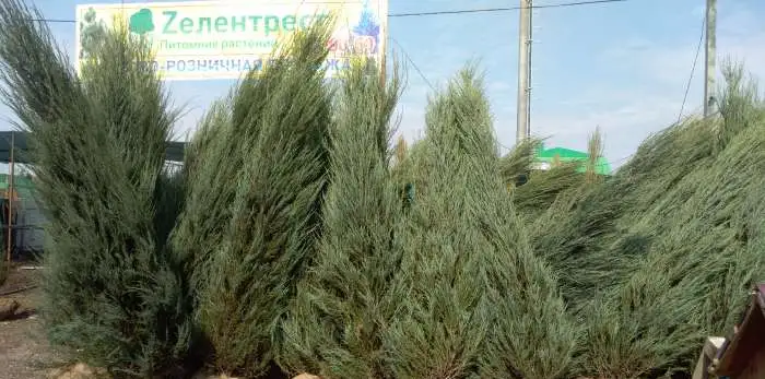 Хвойники: ель голубая, сосна, можжевельник, фотография 2
